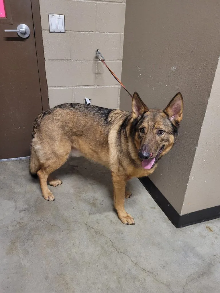 An adult large-sized male German Shepherd Dog dog named Stallone for adoption in Huntsville, TX