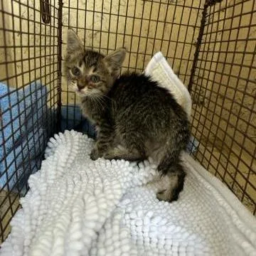 A baby small-sized female Gray / Blue / Silver Domestic Short Hair cat named Amethyst for adoption in West Palm Beach, FL