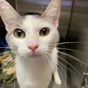An adult medium-sized female Domestic Short Hair cat named Sweet Pea for adoption in Kankakee, IL