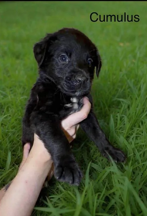 A baby medium-sized male Labrador Retriever dog named Cumulus Wood for adoption in Saunderstown, RI