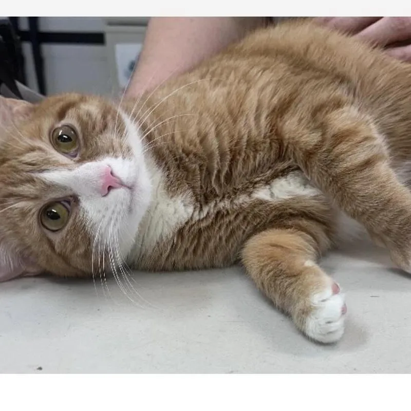 A young extra large-sized male Orange / Red Domestic Short Hair cat named Felix for adoption in Chantilly, VA
