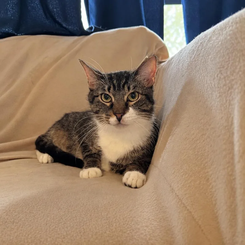 An adult medium-sized male Brown / Chocolate Domestic Short Hair cat named Gandalf for adoption in Boston, MA