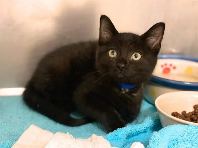 A baby small-sized male Domestic Short Hair cat named Chaz for adoption in Fort Wayne, IN