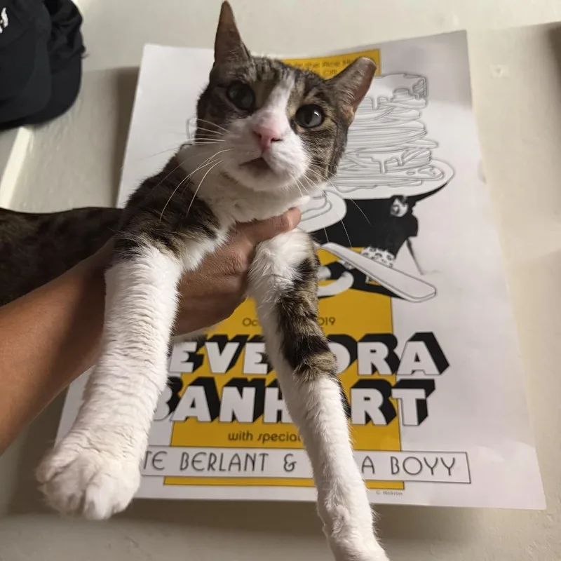 A senior medium-sized female Brown / Chocolate Domestic Short Hair cat named Mistletoe for adoption in Los Angeles, CA