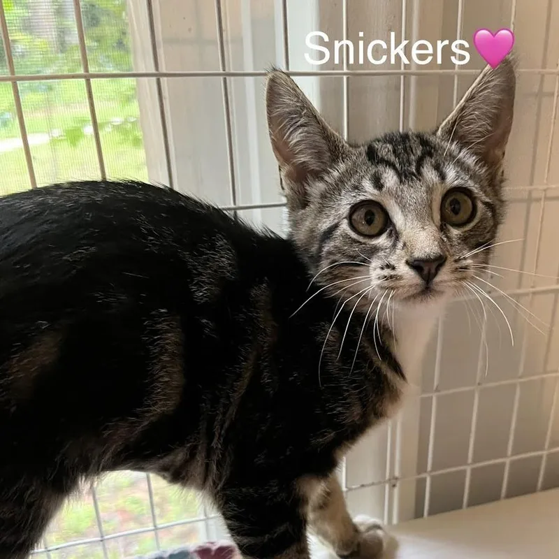 A baby small-sized female Brown / Chocolate Domestic Short Hair cat named Snickers for adoption in Peachtree City, GA