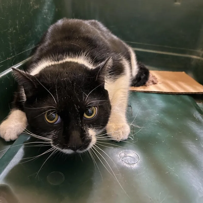 An adult extra large-sized female Domestic Short Hair cat named Chelsea for adoption in Newark, NJ