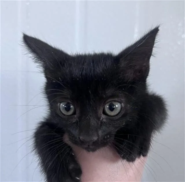 A baby small-sized female Domestic Short Hair cat named Scarlet for adoption in San Bernardino, CA