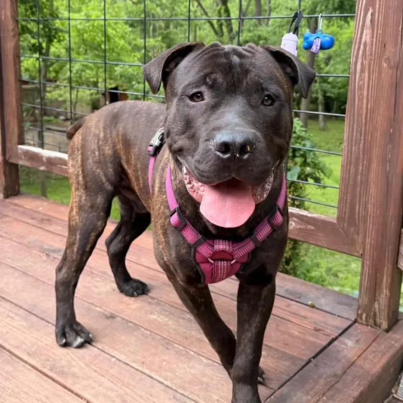 A young large-sized male Brindle Cane Corso dog named Hop for adoption in Mooresville, IN