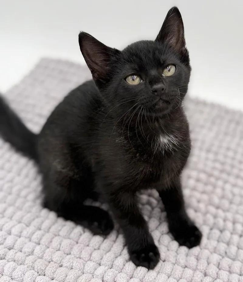 A baby small-sized female Black Bombay cat named Vanelli Cannot Be Any for adoption in Bedford Hills, NY