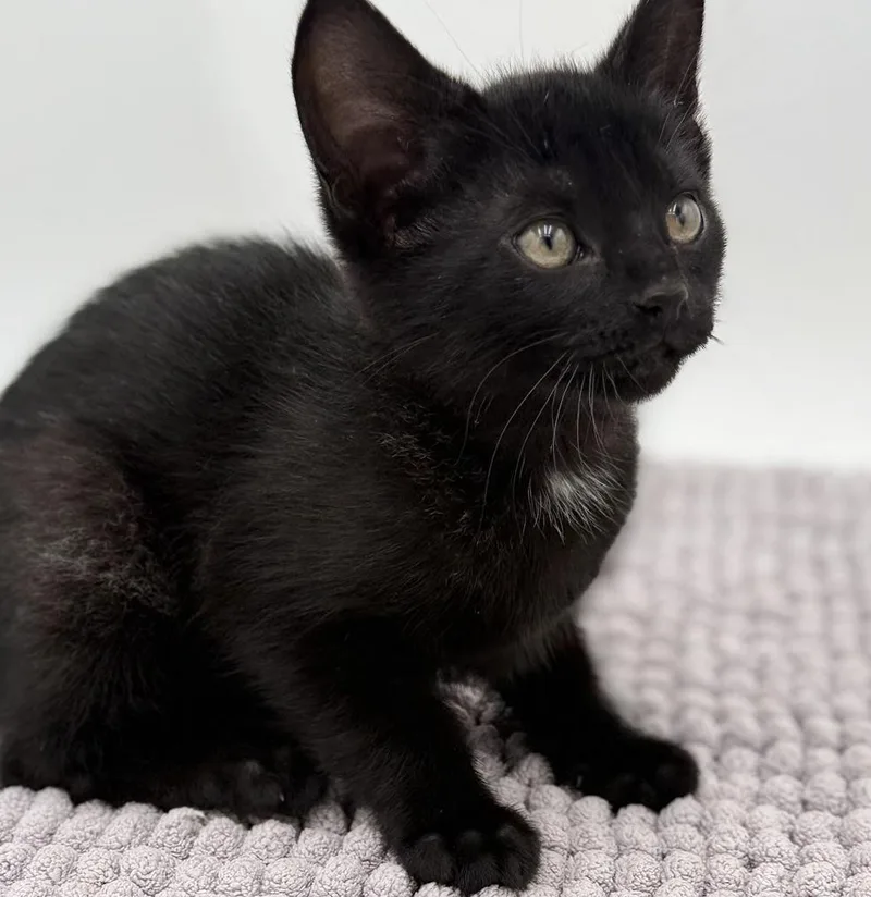 Vanelli Cannot Be Any thumbnail 2