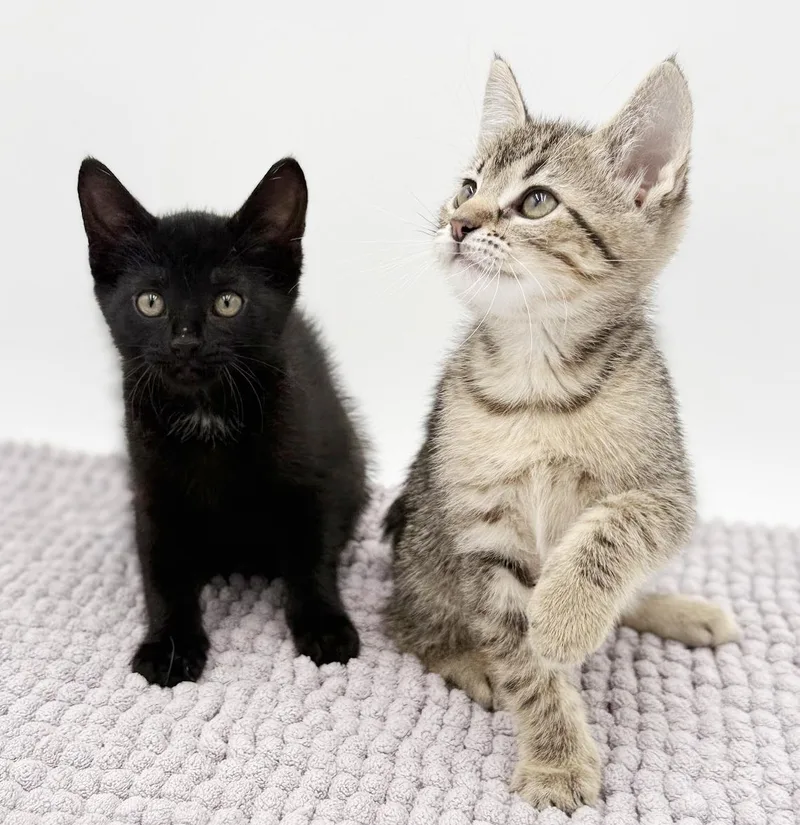 Vanelli Cannot Be Any thumbnail 3