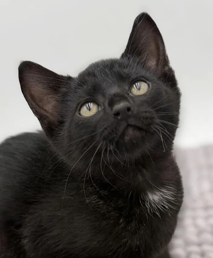 Vanelli Cannot Be Any thumbnail 4