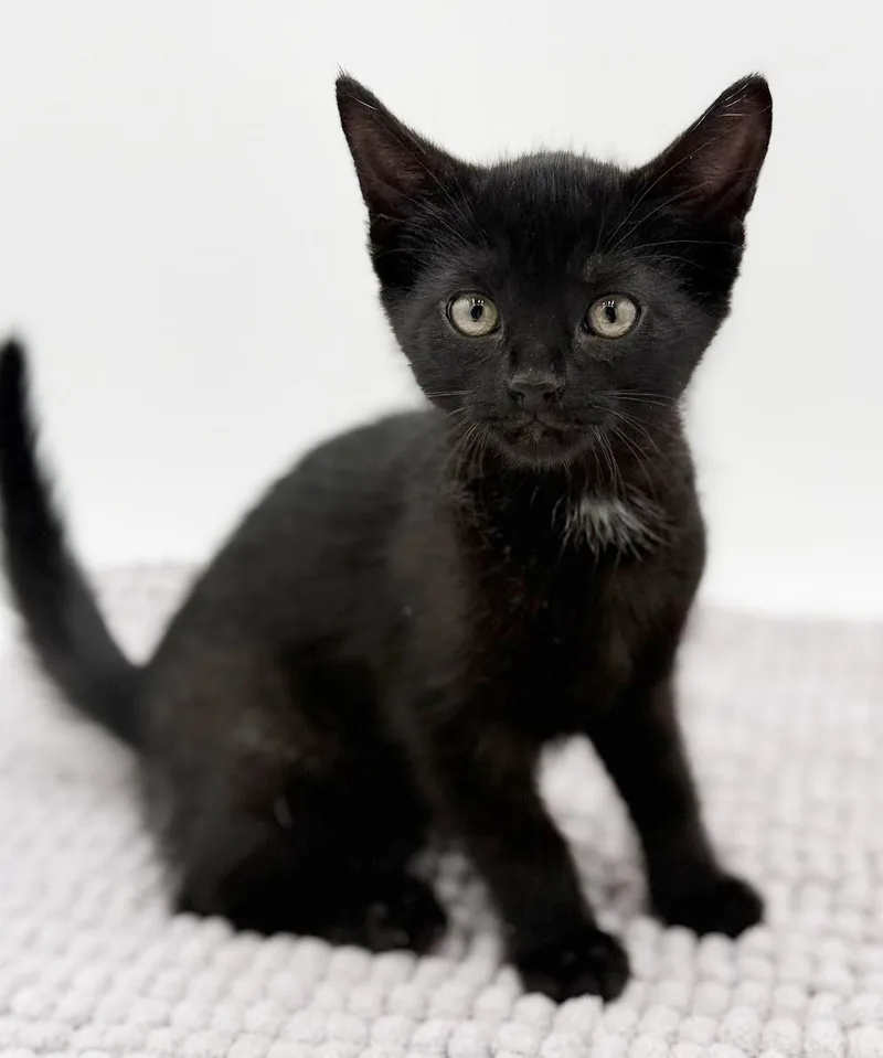 Vanelli Cannot Be Any thumbnail 5