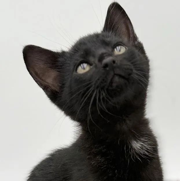 Vanelli Cannot Be Any thumbnail 6