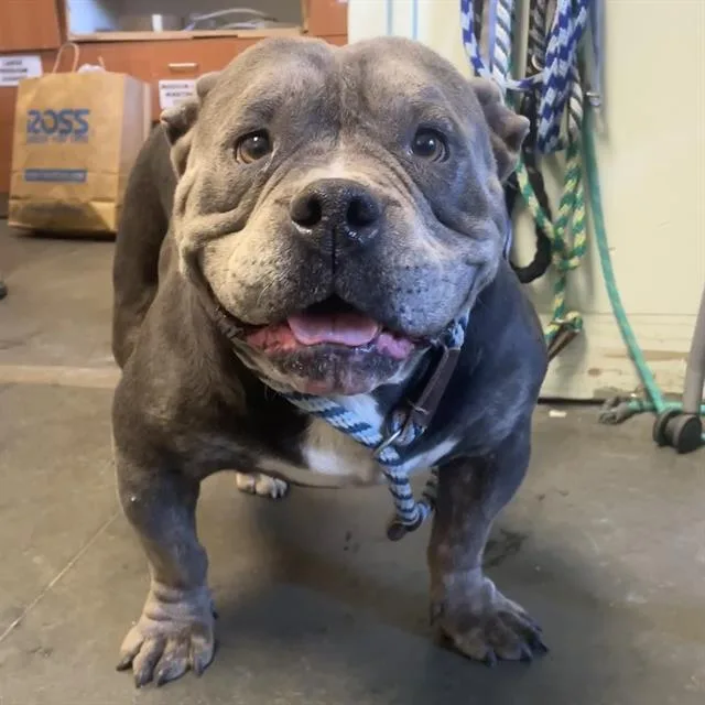 An adult medium-sized male English Bulldog dog named Tugboat for adoption in Santa Cruz, CA
