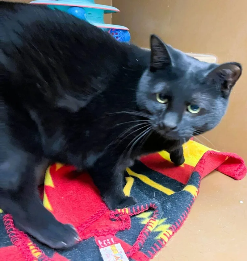 An adult medium-sized female Domestic Short Hair cat named Salem for adoption in Anoka, MN
