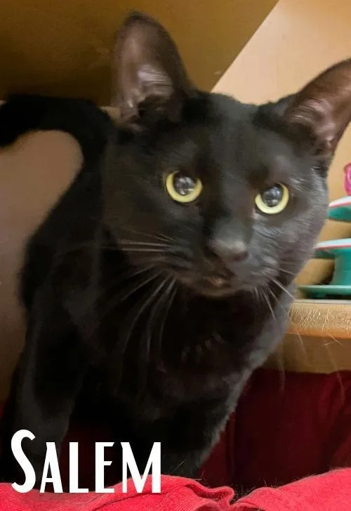 Salem thumbnail 3