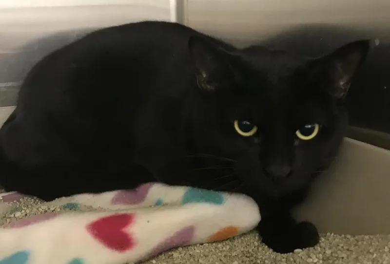 Salem thumbnail 4