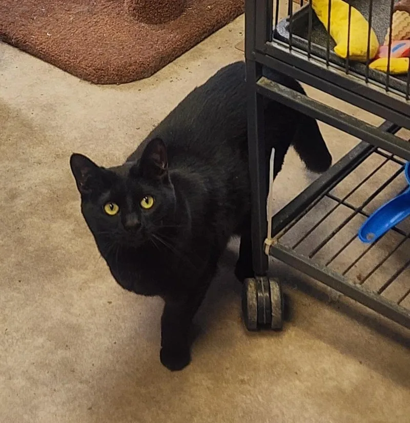 Salem thumbnail 5