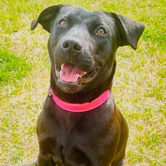 A young medium-sized female Labrador Retriever dog named Chloe for adoption in Krum, TX