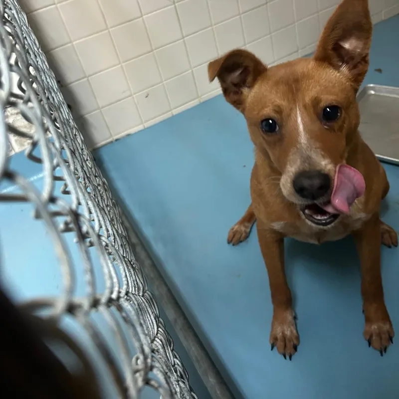 A young small-sized female Brown / Chocolate Mixed Breed dog named Trinity for adoption in Lufkin, TX