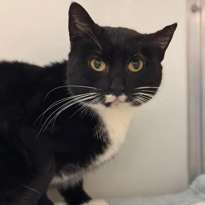 An adult medium-sized female Black Domestic Short Hair cat named Boots for adoption in Birdsboro, PA