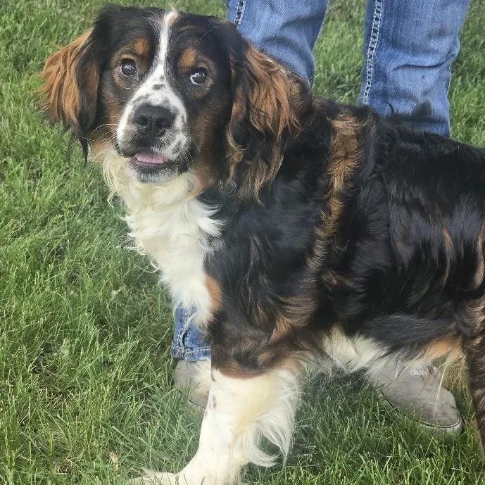 A young medium-sized male Tricolor (Brown, Black, & White) Australian Shepherd dog named Gus for adoption in Waterloo, IA