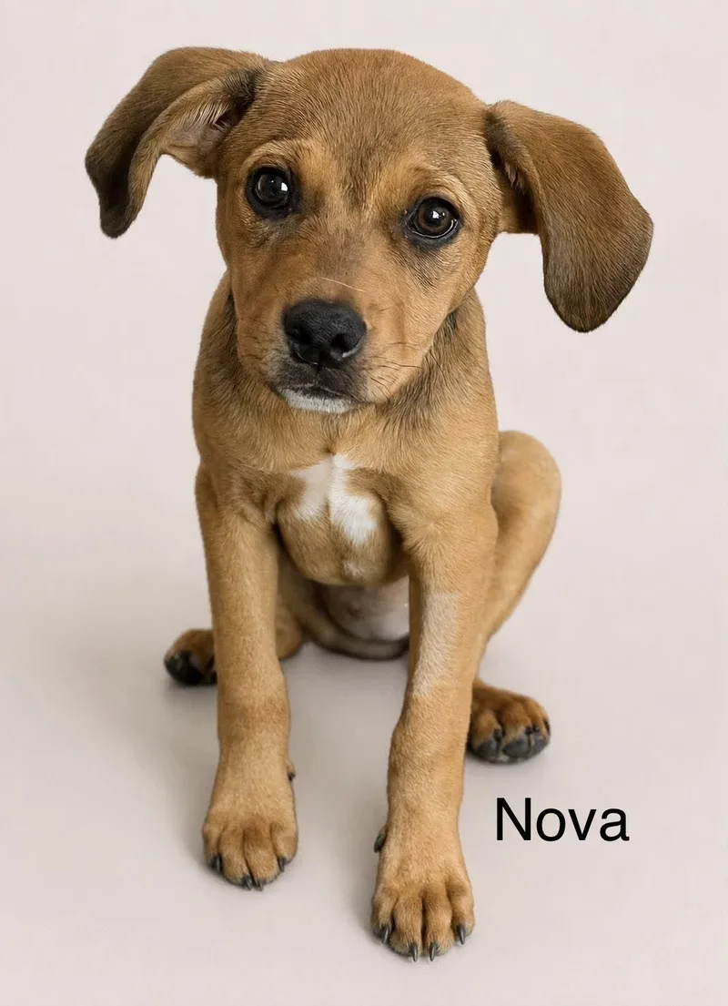 A baby medium-sized female Mixed Breed dog named Nova for adoption in Mobile, AL