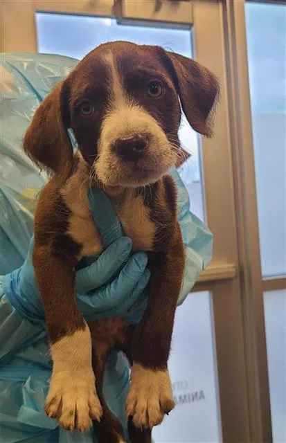 A baby small-sized male Labrador Retriever dog named Litti for adoption in San Antonio, TX