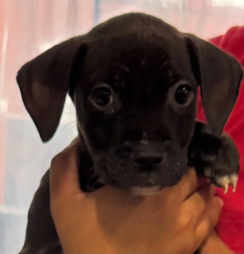 A baby medium-sized female Black Labrador Retriever dog named Smores for adoption in Clairton, PA