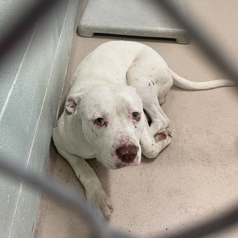 An adult medium-sized male Mixed Breed dog named Lincoln Bark for adoption in Newark, NJ