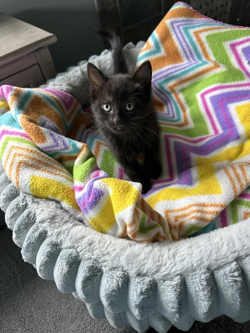 A baby small-sized female Domestic Short Hair cat named Jackie C Ingram for adoption in Saunderstown, RI