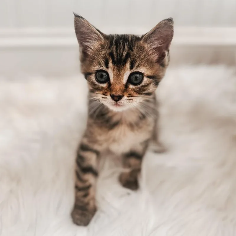 A baby small-sized male Brown / Chocolate Domestic Short Hair cat named Tyler for adoption in Brownsboro, AL