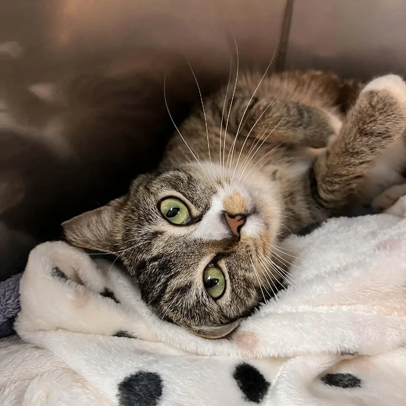 A young medium-sized female Brown / Chocolate Domestic Short Hair cat named Karis for adoption in Lyndhurst, VA
