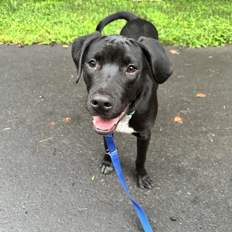 A baby medium-sized male Black Labrador Retriever dog named Soloman for adoption in Rock Hill, SC