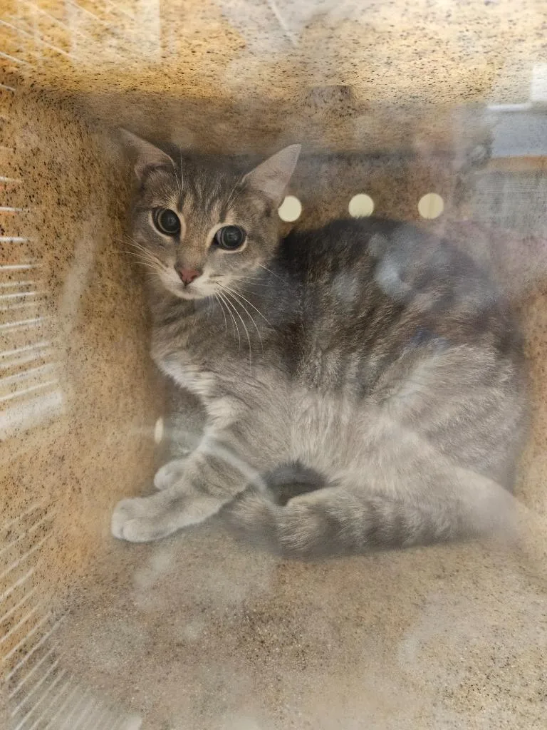 A young medium-sized male Domestic Short Hair cat named Kirby for adoption in Bloomington, IN