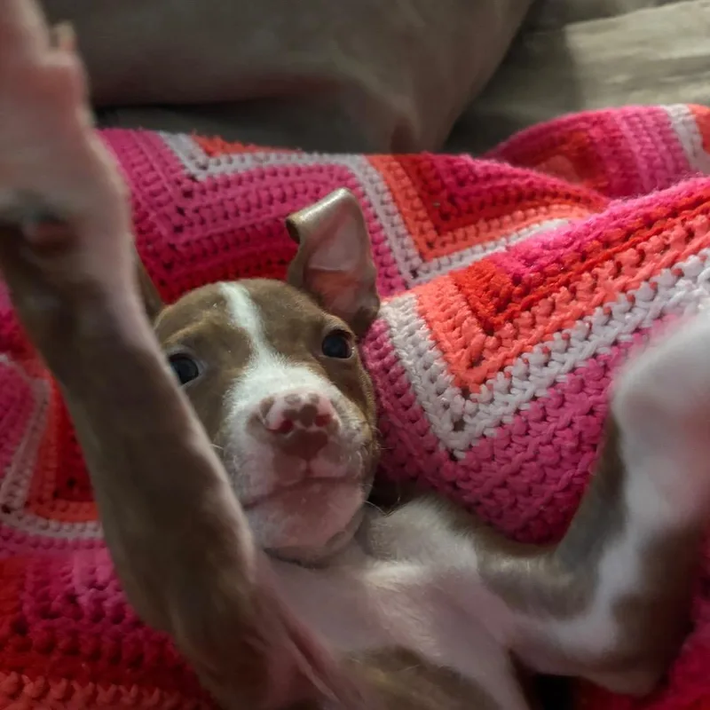 A baby medium-sized male Brown / Chocolate Mixed Breed dog named Samuel Beckett for adoption in Austin, TX