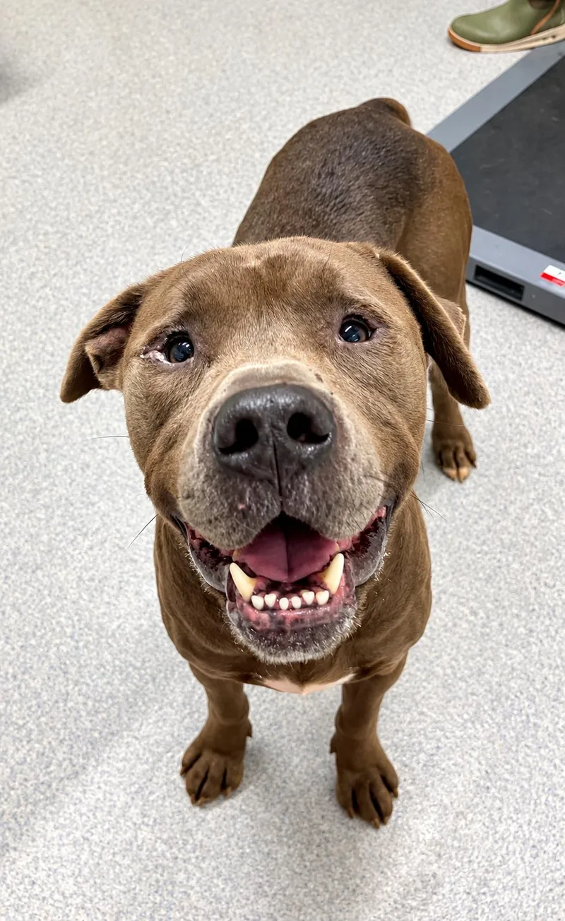A senior large-sized male Mixed Breed dog named Derek for adoption in Moundsville, WV