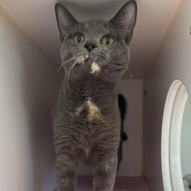 A young small-sized female Tortoiseshell Domestic Short Hair cat named Peggy for adoption in Naperville, IL