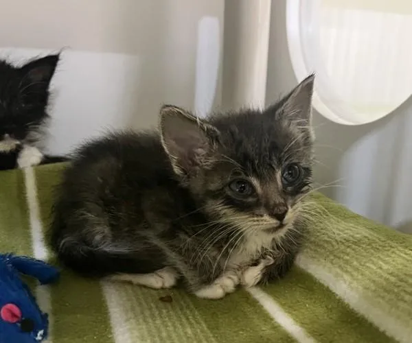 A baby small-sized male Domestic Short Hair cat named Dunkin' for adoption in San Diego, CA