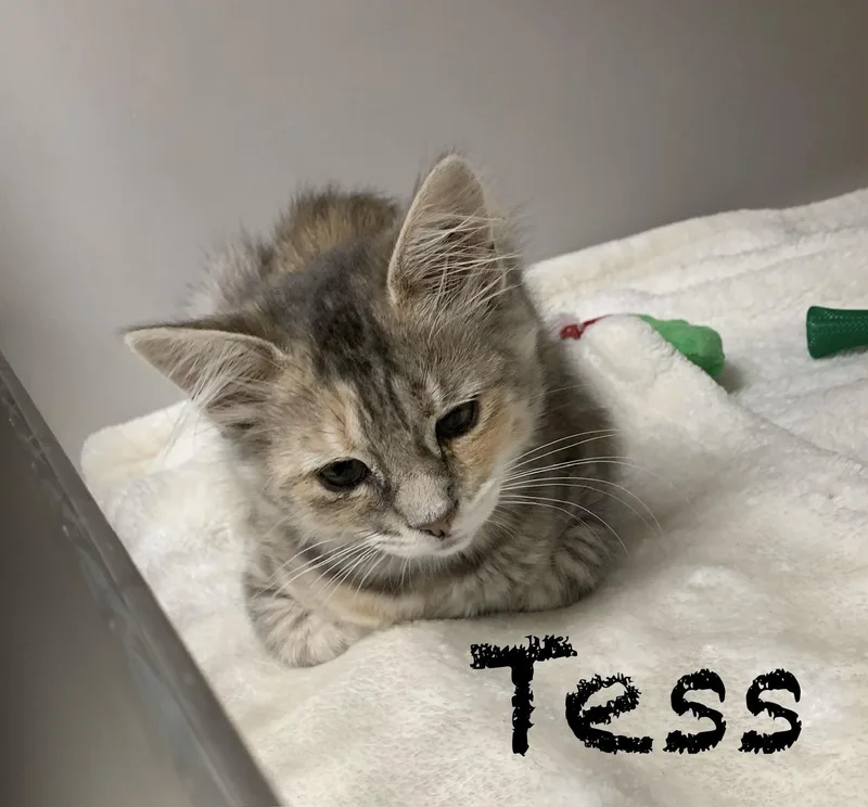 A young medium-sized female Torbie Domestic Short Hair cat named Tess for adoption in Hollister, CA