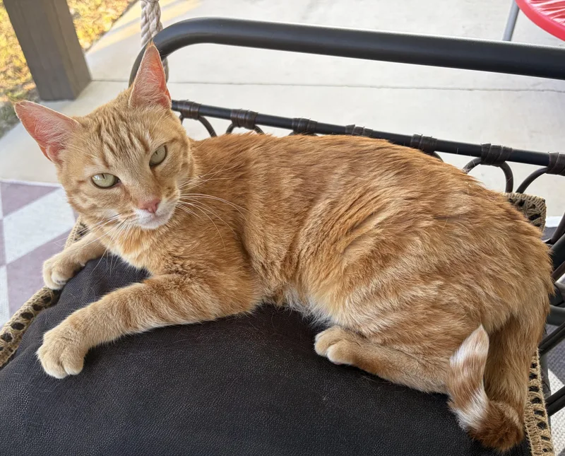 An adult medium-sized female Orange / Red Domestic Short Hair cat named Judy for adoption in Columbia, SC