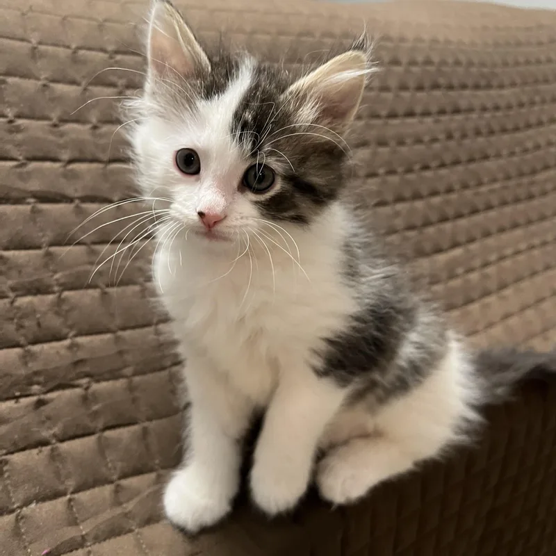 A baby medium-sized female Black Domestic Medium Hair cat named Glacier for adoption in Jamestown, ND