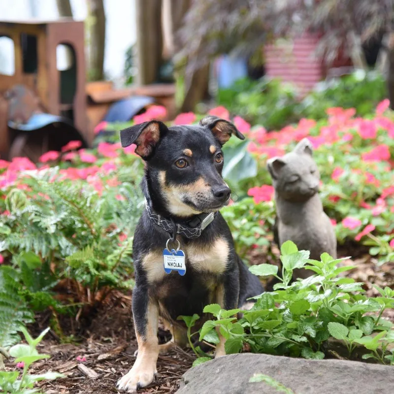 An adult small-sized male Black Chihuahua dog named Swayze for adoption in Wake Forest, NC