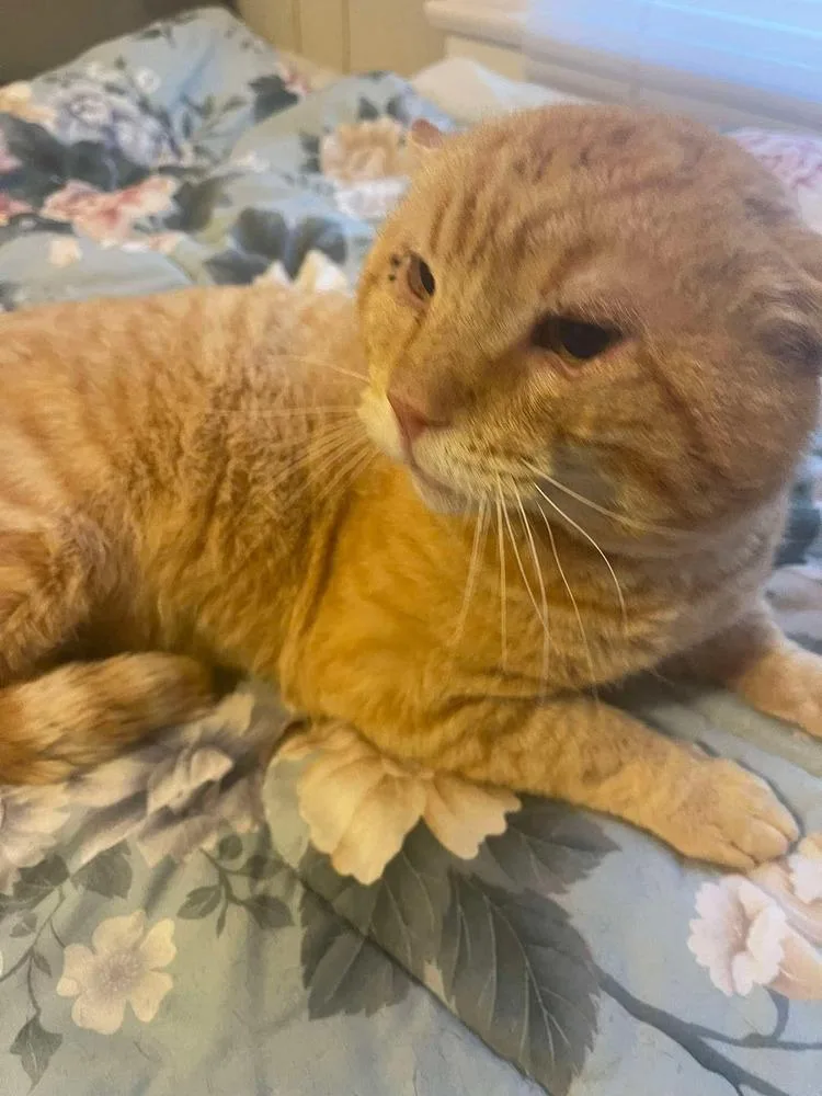 Mustafah thumbnail 3