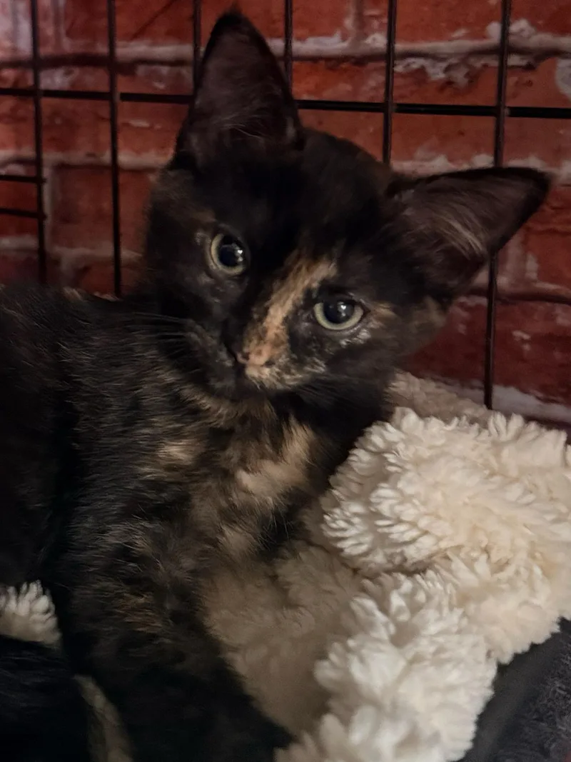 A baby small-sized female Domestic Short Hair cat named Trudy for adoption in South Pasadena, CA