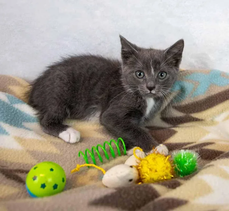 A baby medium-sized female Domestic Short Hair cat named Ahsoka for adoption in Kennesaw, GA