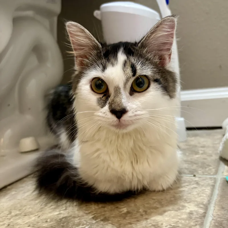 A young medium-sized female Gray & White Domestic Medium Hair cat named Powderpuff for adoption in Richmond, VA