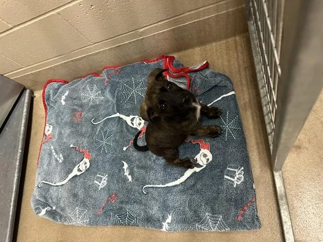A baby small-sized female German Shepherd Dog dog named Sahara for adoption in San Jose, CA