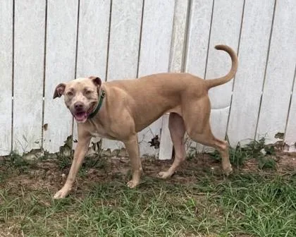 An adult medium-sized female Yellow / Tan / Blond / Fawn Pit Bull Terrier dog named Honey for adoption in Inverness, FL